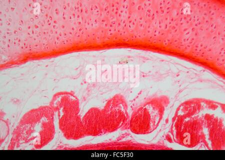 Les cellules du tissu de la trachée sous le microscope Banque D'Images