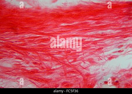 Les cellules du tissu de la trachée sous le microscope Banque D'Images