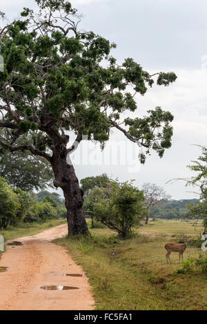 Kumana, anciennement Parc National Yala est, Kumana, Province de l'Est, Asie, Sri Lanka Sri Lanka - Axis Banque D'Images