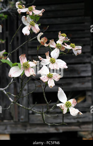 Arbre en fleur de cornouiller avant qu'un lit d'barn le long de les routes de la Géorgie du Nord, USA. Banque D'Images