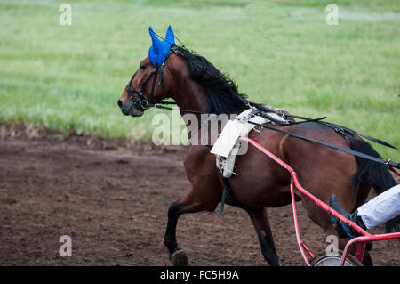 Courses hippiques Banque D'Images