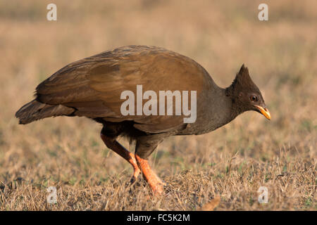 Les putois d'Scrubfowl Orange (Megapodius reinwardt) Banque D'Images