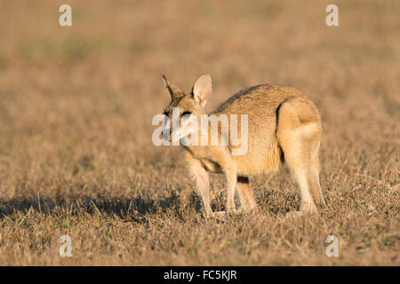 Wallaby Agile (Macropus agilis) Banque D'Images