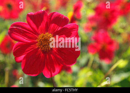 Dahlia rouge 'Firebird' dans le jardin de la Le Glenveagh Castle Banque D'Images
