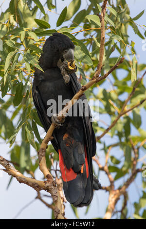 Mâle, rouge-queue (Calyptorhynchus banksii cacatoès noir) manger une graine Banque D'Images
