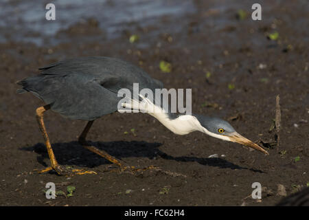 Pied (Egretta picata) s'attaque à des proies dans la boue au bord d'une lagune Banque D'Images