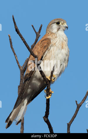 Nankeen crécerelle (Falco cenchroides) Banque D'Images