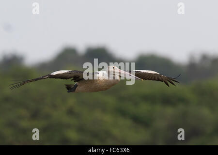 Pelican (Pelecanus conspicillatus australienne) flying Banque D'Images