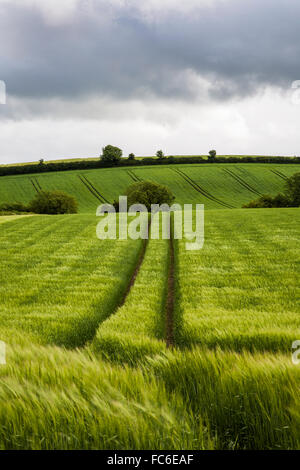 La voie des roues du tracteur passe par des nuances de champ de blé vert dans la campagne irlandaise, chemin à travers le champ, Westmeath, Irlande, Harvest Storm nuages Banque D'Images