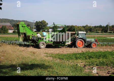Récolteuse de pommes de terre Banque D'Images
