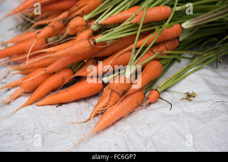 Les carottes in Grocery Store Banque D'Images