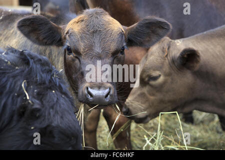 Aberdeen Angus est race de bétail Banque D'Images