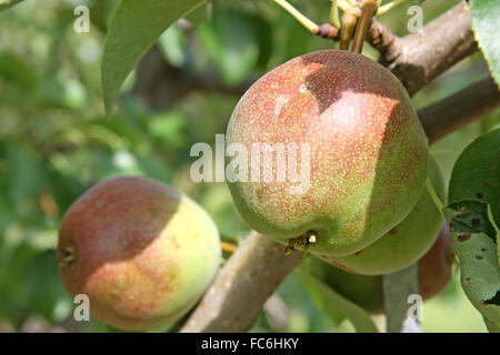 Poires de maturation on tree branch Banque D'Images