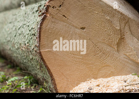 Les anneaux de croissance en tronc d'arbre abattu Banque D'Images