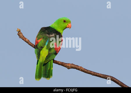 Mâle, Rouge-winged Parrot (Aprosmictus erythropterus) Banque D'Images