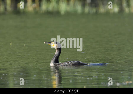 Grand Cormoran Banque D'Images