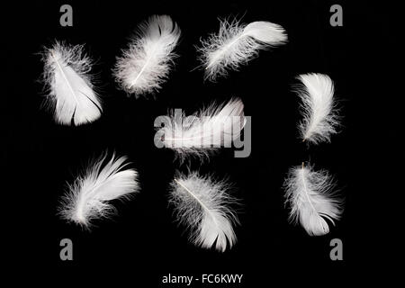 Plume d’oie Banque D'Images