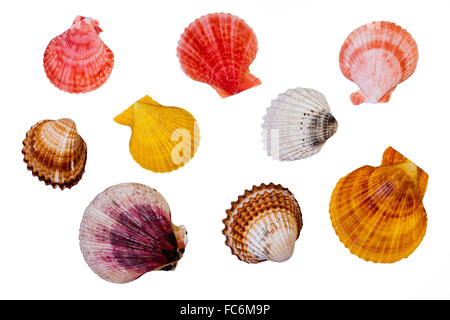 Coquillages de mer Banque D'Images