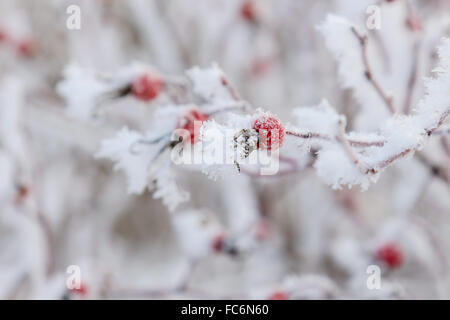 Dog rose hips frosen sur un buisson Banque D'Images