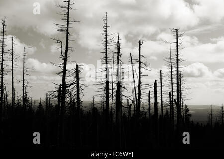 Les scolytes de forêt endommagée Banque D'Images