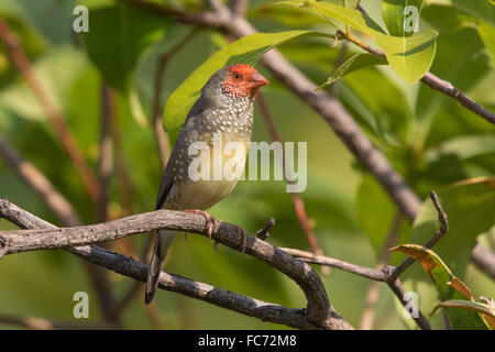 Star Finch (Neochmia ruficauda) Banque D'Images