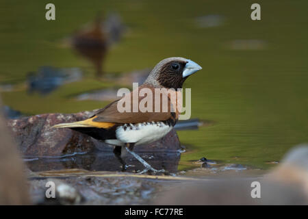 Chestnut-breasted Mannikin (Lonchura castaneothorax) Banque D'Images