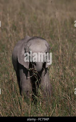 Elephant calf le pâturage dans le domaine de la savane Banque D'Images