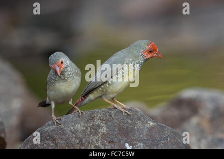 Les Roselins (Neochmia ruficauda Star) perché sur un rocher Banque D'Images