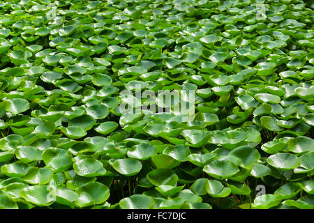 Feuilles de nénuphar sur la surface de l'eau Banque D'Images