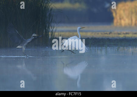 Grande Aigrette Héron grand et Banque D'Images