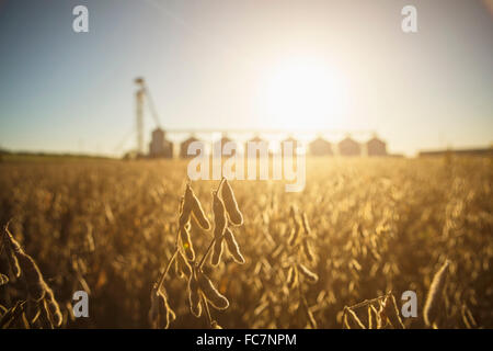 Close up de cultures de plus en plus de terrain agricole Banque D'Images