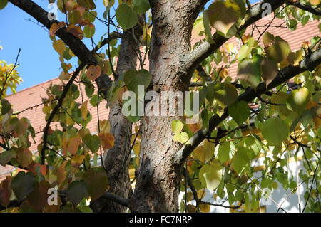 Arbre de Dove Banque D'Images