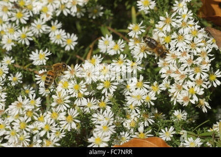 Aster de Heath Banque D'Images