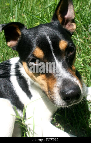 Un adorable Jack Russell Terrier fait contact avec les yeux. Banque D'Images