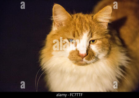 Orange et blanc duveteux cat Banque D'Images