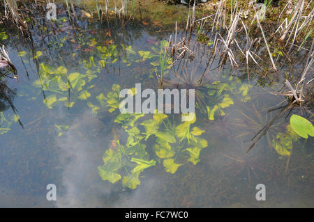 Nuphar lutea Banque D'Images