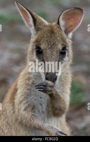 Jeune Wallaby Agile (Macropus agilis) lécher son avant-bras à la thermorégulation de l'aide Banque D'Images