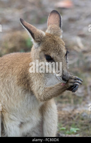 Jeune Wallaby Agile (Macropus agilis) lécher son avant-bras à la thermorégulation de l'aide Banque D'Images