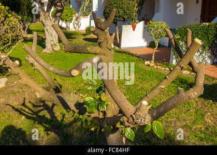 Petit arbre avec des branches taillées Banque D'Images