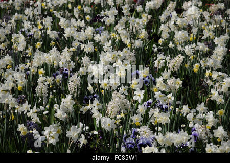 Hyacinthus, narcisses, Alto Banque D'Images