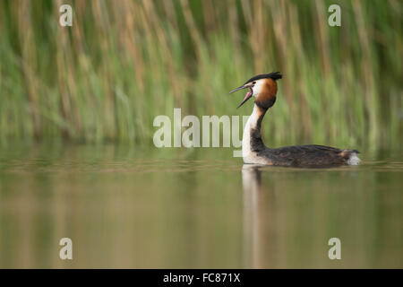 Grèbe huppé / Haubentaucher ( Podiceps cristatus ) régurgitant des résidus dans les aliments, bec grand ouvert, montre sa langue maternelle. Banque D'Images