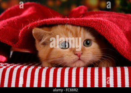 British Shorthair. Red tabby kitten sous une couverture en tricot rouge. Allemagne Banque D'Images