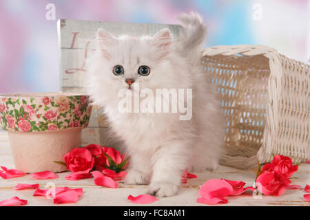 Persian cat. Chaton blanc debout sur des pétales de rose. Allemagne Banque D'Images