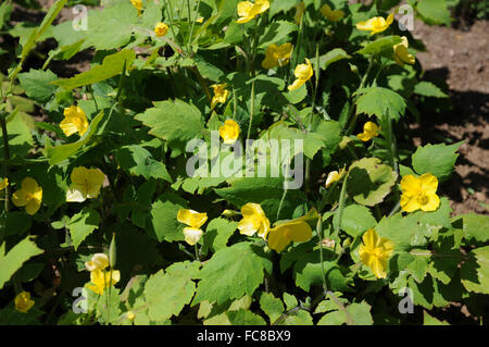 Chélidoine coquelicot Banque D'Images