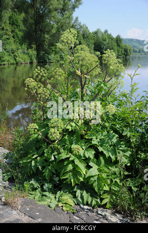 Angelica archangelica Banque D'Images