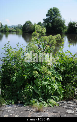 Angelica archangelica Banque D'Images