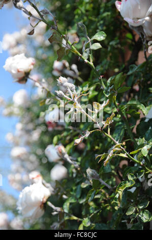 Rosa New Dawn, grimpeur rose, blanc Banque D'Images