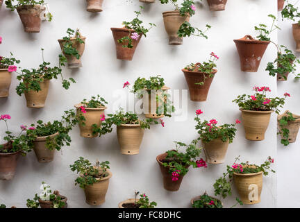 Des fleurs en pots dans le Palacio de Viana Cordoue Banque D'Images