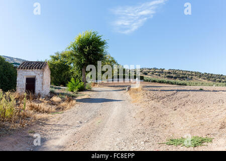 Oliviers sur colline au-dessus de champ sec Banque D'Images