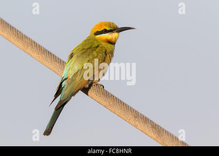 Rainbow Guêpier (Merops ornatus) perché sur un câble télégraphique Banque D'Images